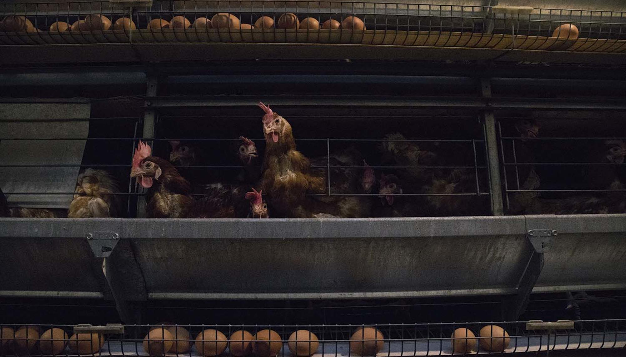 Gallinas ponedoras en centro de explotación